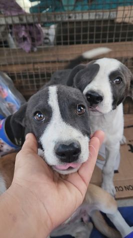 Pitbull Red Nose 2/3anni SALVATA CON 3CUCCIOLE 3MESI.COSENZA - Foto 6