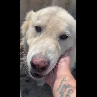 TERENCE UN GRANDE COCCOLONE CANE IN ADOZIONE - Foto 3