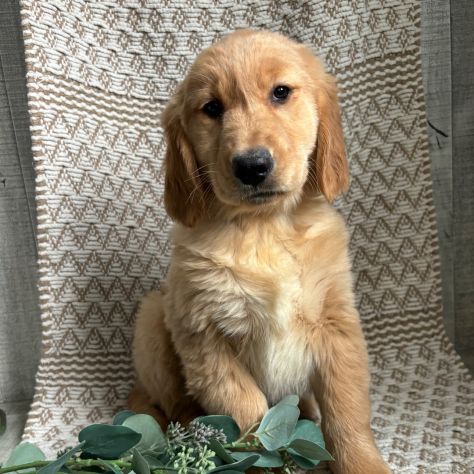 Bellissimi cuccioli di Golden Retriever - Foto 2