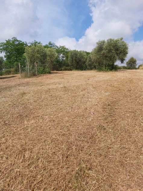 Terreno agricolo Velletri (RM) - Foto 6