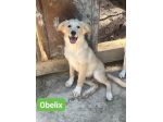 OBELIX,  LEON,  DARIO,  ASTERIX,  HEIDY CUCCIOLI IN ADOZIONE
