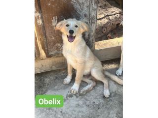 OBELIX,  LEON,  DARIO,  ASTERIX,  HEIDY CUCCIOLI IN ADOZIONE