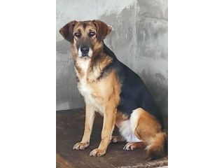 CAGNOLINA IN ADOZIONE