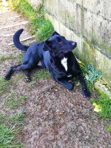 CANE IN ADOZIONE: ARON - Foto 2
