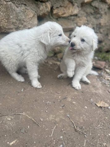 Beppe cucciolo - Foto 3