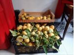 LIMONI BIOLOGICI RIVIERA LIGURE DI LEVANTE