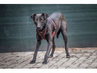 TIM (15 kg) ED HELEN (20kg) , 2 ANNI, TAGLIA MEDIA, CERCANO URGENTE CASA!
