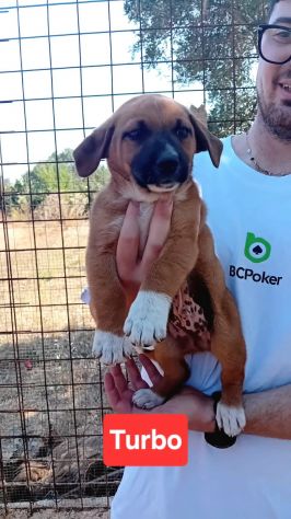 TURBO, 2 MESI E MEZZO (10/4/25), BUTTATO IN STRADA SENZA PIETÀ, CERCA CASA! - Foto 4