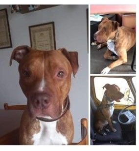 3anni e 1/2Pitbull Red Nose ENNESIMA RINUNCIA! URGENTE AIUTO! BERGAMO