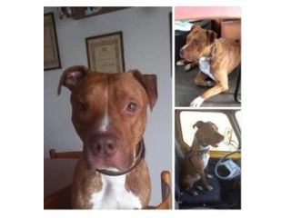 3anni e 1/2Pitbull Red Nose ENNESIMA RINUNCIA! URGENTE AIUTO! BERGAMO