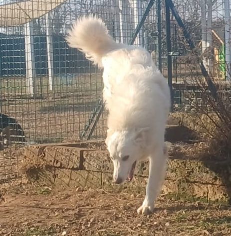 SNIPPER, 35 chili di dolcezza (a Mantova) - Foto 2