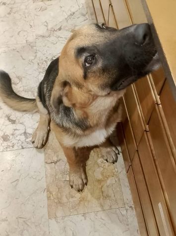 Saraby cucciola - Foto 2