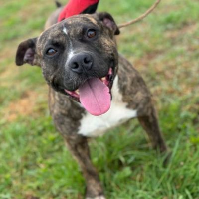 ZOE simil STAFFORDSHIRE BULL TERRIER cagnolina in adozione TG medio contenuta