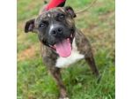 ZOE simil STAFFORDSHIRE BULL TERRIER  cagnolina in adozione TG medio contenuta