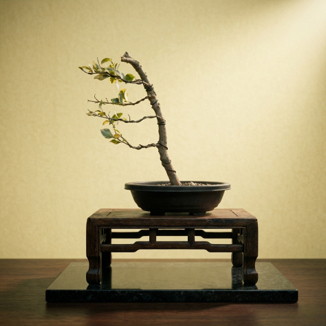 Bonsai Ligustrum Japonicum Texanum' Variegatum