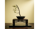 Bonsai Ligustrum Japonicum Texanum' Variegatum