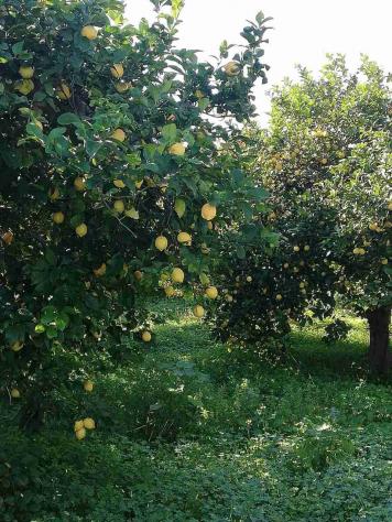 Agricolo in vendita a Floridia - Foto 3
