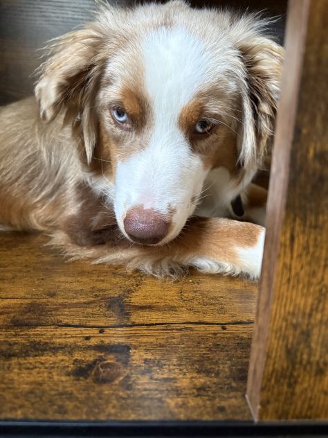 Miniature American shepherd - Foto 6