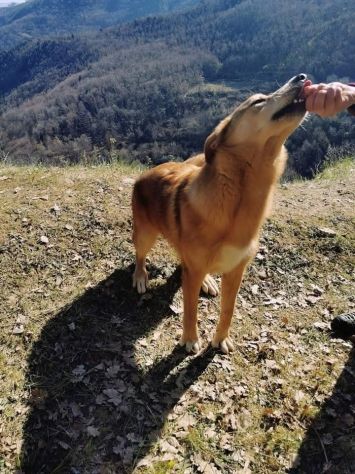 EMERSON DIMENTICATO TRA GLI INVISIBILI CANE IN ADOZIONE TG MEDIA SOCIEVOLE - Foto 6