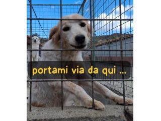 FIFFY 10 ANNI SIMIL BRETON taglia media
