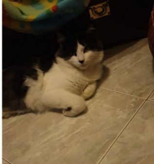 2mici bianchi/neri buoni 1anno aspettano casa ROMA - Foto 2