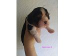 Cavalier king Charles Spaniel cucciole