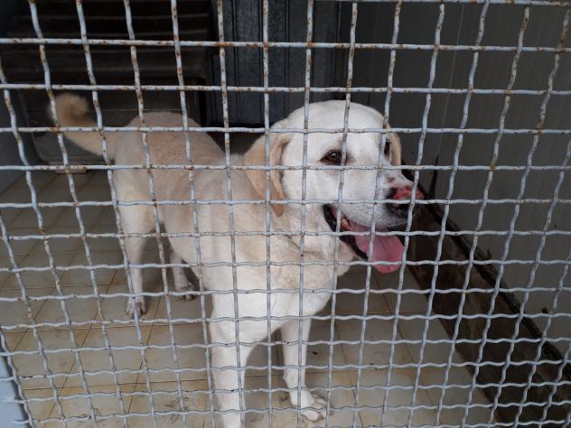 ERCOLE, stupendo mix labrador - Foto 5