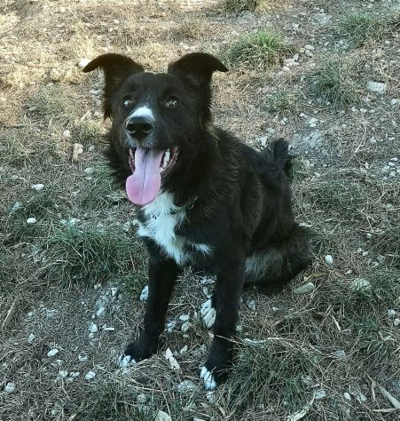 Tyson 9 mesi mix border collie - Foto 2