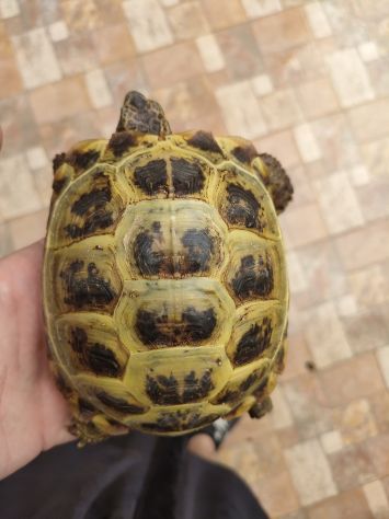 Testudo horsfieldii - Foto 3