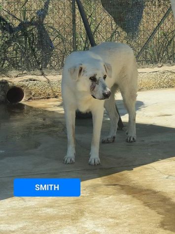 Fox e Smith un futuro da costruire. CANI IN ADOZIONE - Foto 3