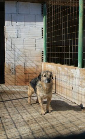 FIAMMETTA 3 ANNI 8/10 KG taglia piccola IN CANILE - Foto 4