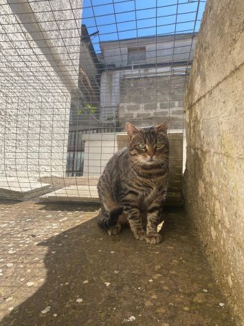 TIGRO, tenero gatto in adozione! - Foto 8