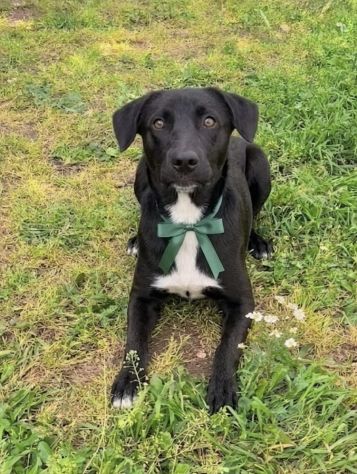 FINN cagnolino in adozione tg. medio piccola cerca una famiglia apri il suo box - Foto 4