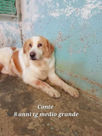 UN'OPPORTUNITA' PER QUESTE ANIME, CANI IN ADOZIONE