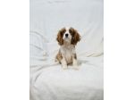 Dolcissimi cuccioli di Cavalier King