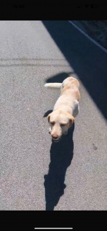 Scricciola dolcissima simil labrador che ama i gatti - Foto 5