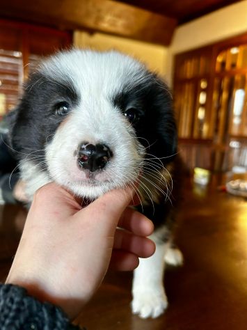 Cuccioli di Border Collie di alta genealogia - Foto 4