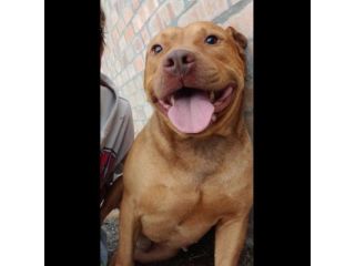 EMMER UNA NUOVA VITA, CANE IN ADOZIONE