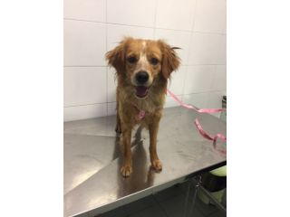 ANITA, giovanissima mix breton