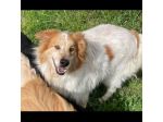 MATTIA ADORABILE CANE IN ADOZIONE