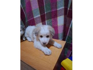 Clemente cucciolo