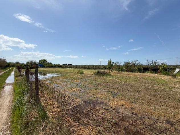 TERRENO AGRICOLO di 2134 mq (GROSSETO - Grosseto) rif. TE.43 - Foto 5