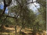 Terreno agricolo in vendita a Asciano - San Giuliano Terme 8640 mq  Rif: 926141