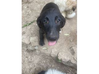 Merlot cucciolo
