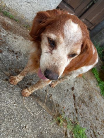 Breton 15anni SENZA RIPARO E NON IN SALUTE! URGENTE LUCCA - Foto 3