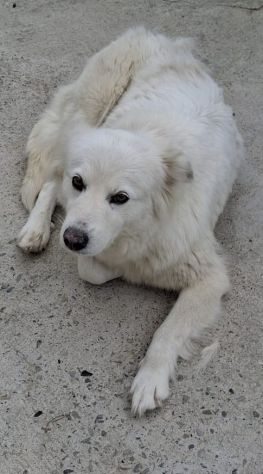 LINDA 1 ANNO SIMIL VOLPINA - Foto 2