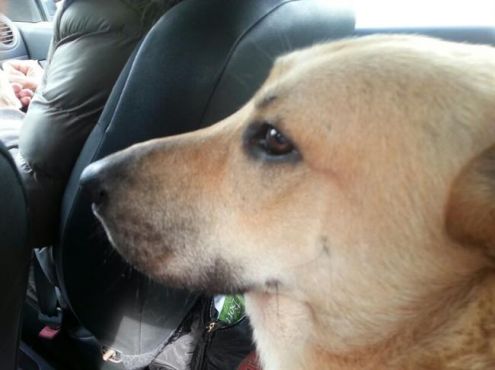 REX, cucciolone affettuoso - Foto 4