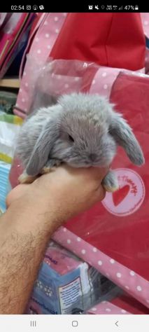Cuccioli conigli nani ariete - Foto 2