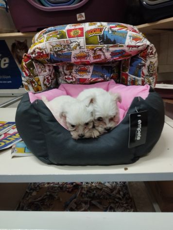 Cuccioli di maltese mini