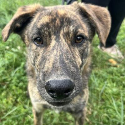 UGO figlio di mamma husky, 9 mesi, socievole ed allegro cagnolino in adozione - Foto 3